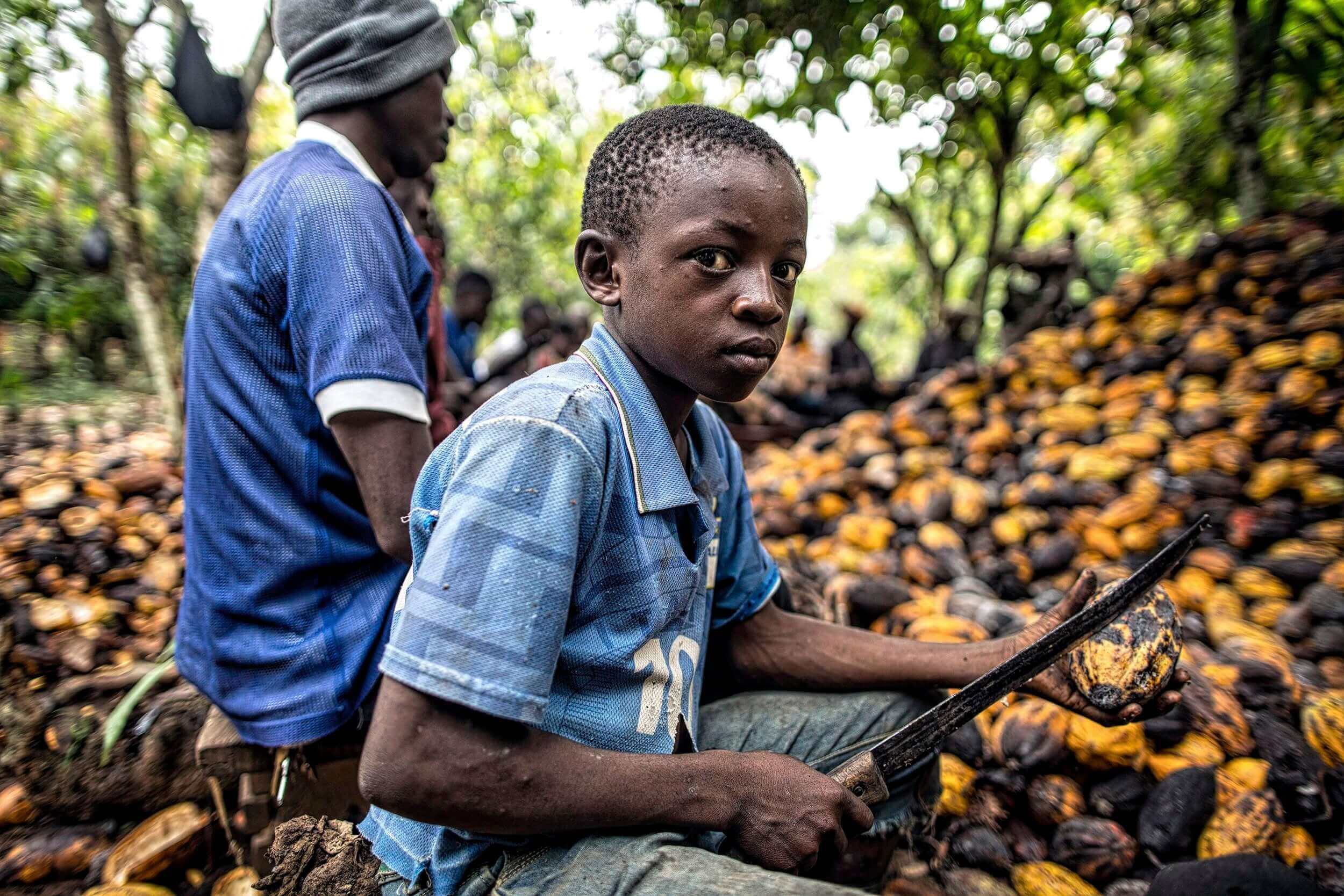 Corruption in the Cacao Industry: A Deep Dive The global cacao industry, which underpins the multi-billion-dollar chocolate market, is often romanticised for its cultural richness and exotic origins. However, beneath this appealing surface lies a complex