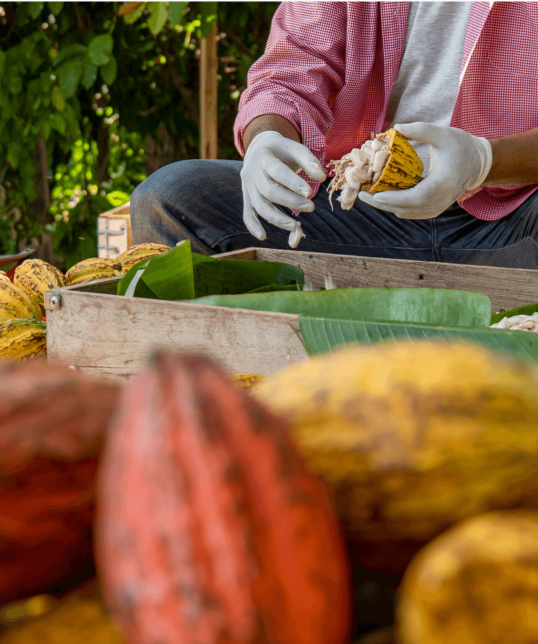 The Illusion of Fair Trade: A Closer Look at Developed-World Guilt The Illusion of Fair Trade: A Critical Analysis of Cacao Production and Certification In recent years, the appeal of fair trade certification has grown, especially for ethically conscious