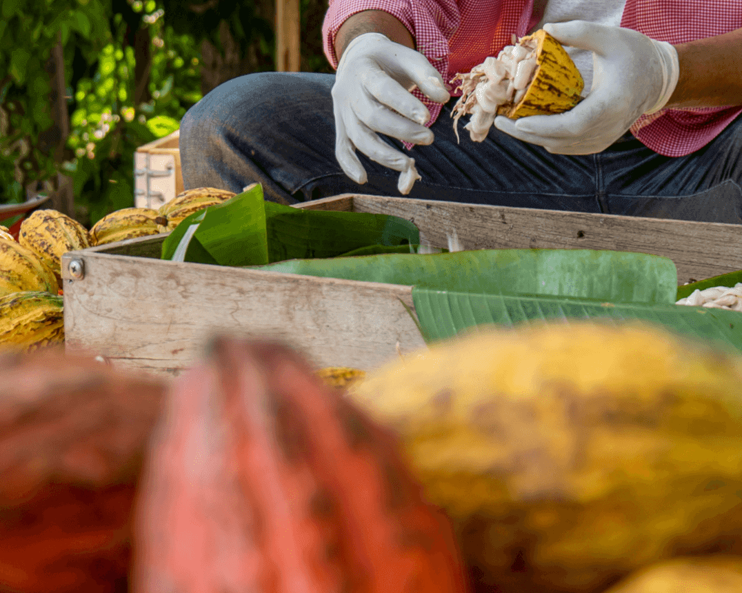 The Illusion of Fair Trade: A Closer Look at Developed-World Guilt The Illusion of Fair Trade: A Critical Analysis of Cacao Production and Certification In recent years, the appeal of fair trade certification has grown, especially for ethically conscious