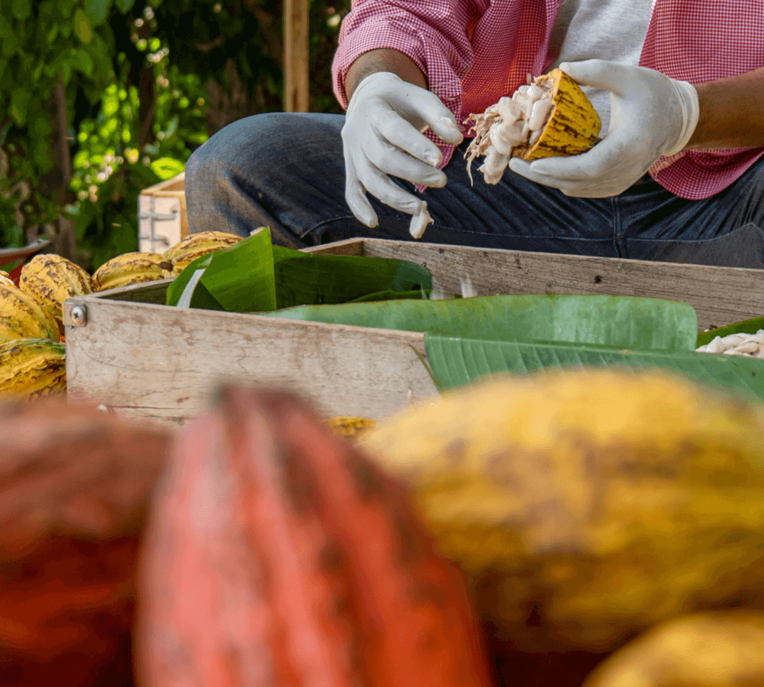 The Illusion of Fair Trade: A Closer Look at Developed-World Guilt The Illusion of Fair Trade: A Critical Analysis of Cacao Production and Certification In recent years, the appeal of fair trade certification has grown, especially for ethically conscious