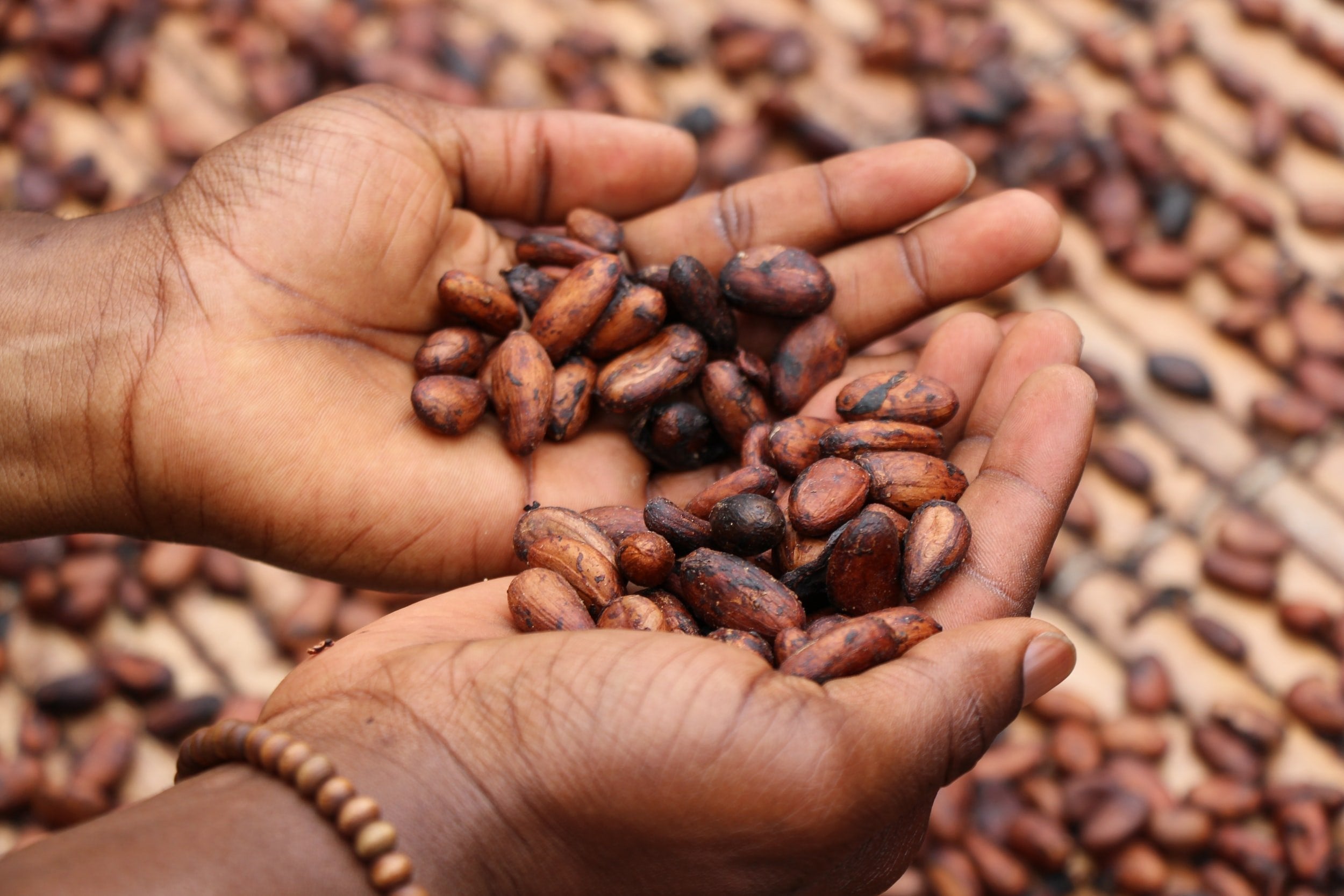 8 Health Benefits of Cacao It’s not secret that cacao is now considered one of the most chemically complex, nutrient-rich foods on the planet. There is a growing body of science into the health benefits of cacao, backing up what some Indigenous societies