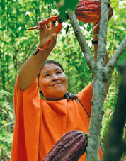 Indigenous farmer harvesting cacao pod in Peruvian jungle for ceremonial cacao production.